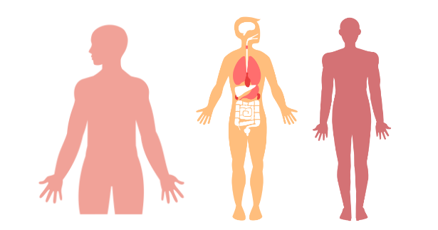 男性と女性の身体を表示して太れるか太れないかを示している