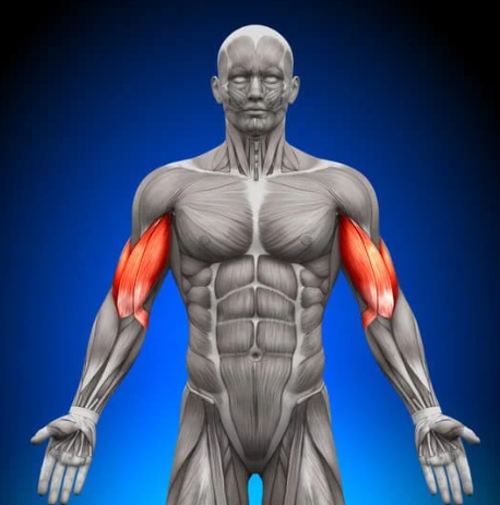 透けている身体